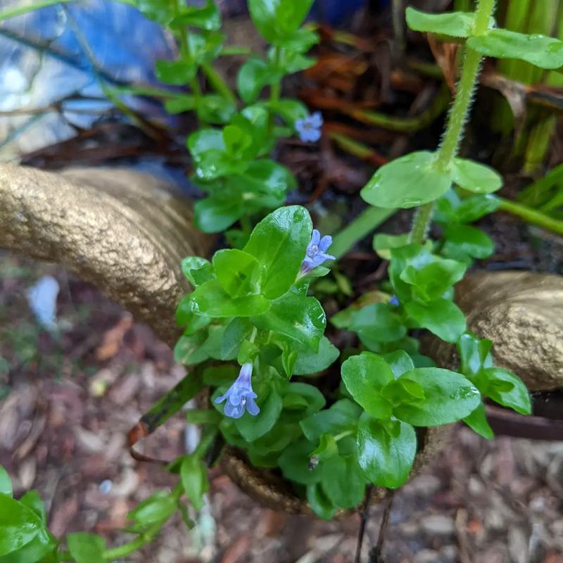 Blue Water Hyssop (Bacopa Caroliniana)