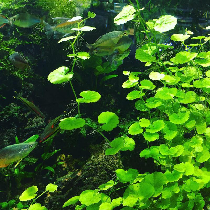 Brazilian Pennywort (Hydrocotyle Leucocephala)