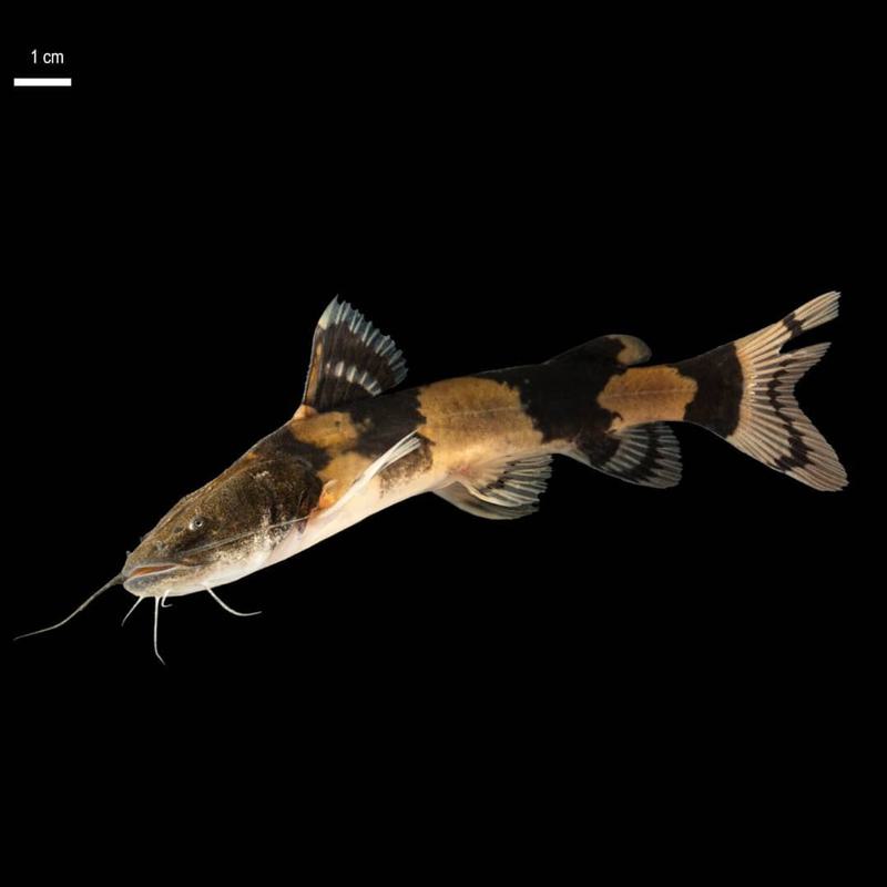 Bumblebee Catfish