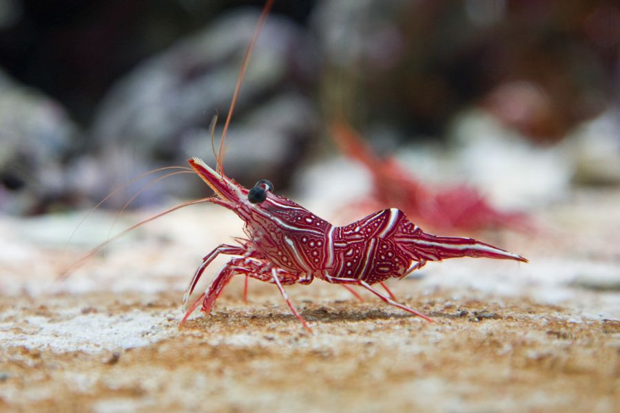 Camel Shrimp