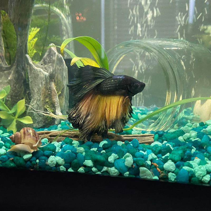 Fish that do well with bettas best sale