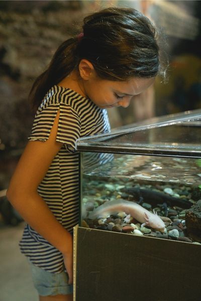 Can You Hold or Touch an Axolotl