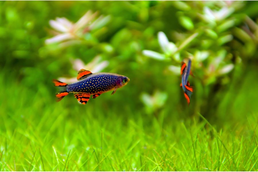 Celestial Peral Danios (Celestichtys margaritatus)