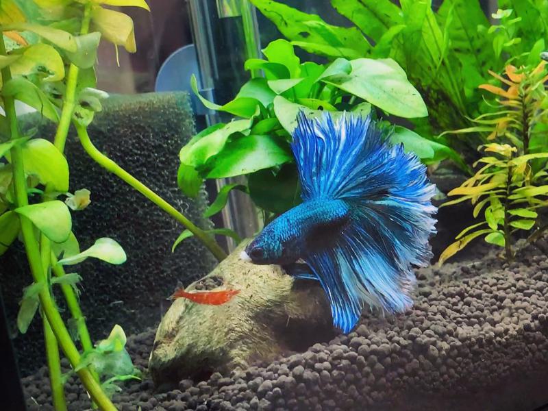 Ghost shrimp betta best sale