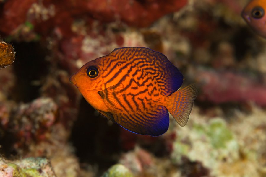 Chevron Tang (Ctenochaetus hawaiiensis)