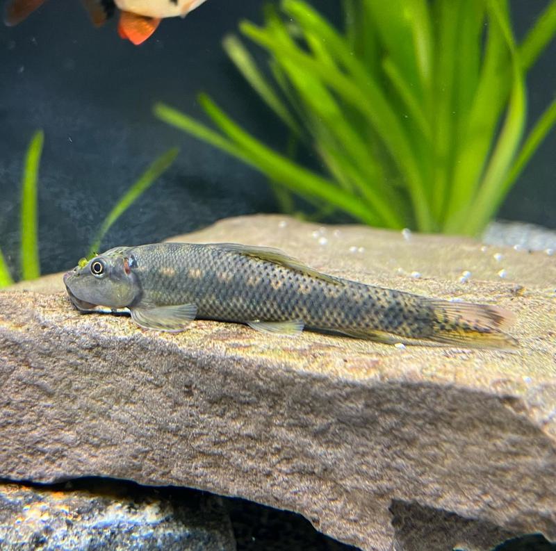 Chinese Algae Eater