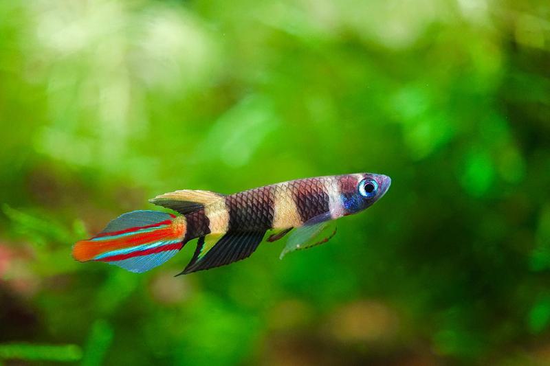 Clown Killifish