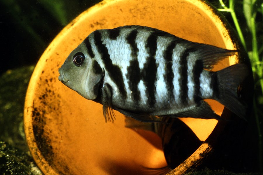 Convict Cichlids Amatitlainia nigrofasciata