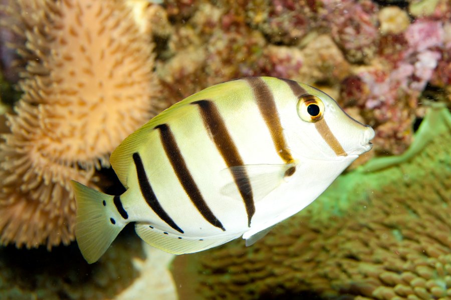 Convict Tang (Acanthurus triostegus)