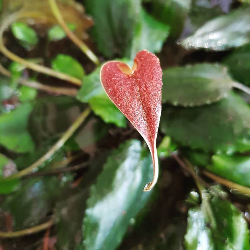 Cryptocoryne Water Trumpet