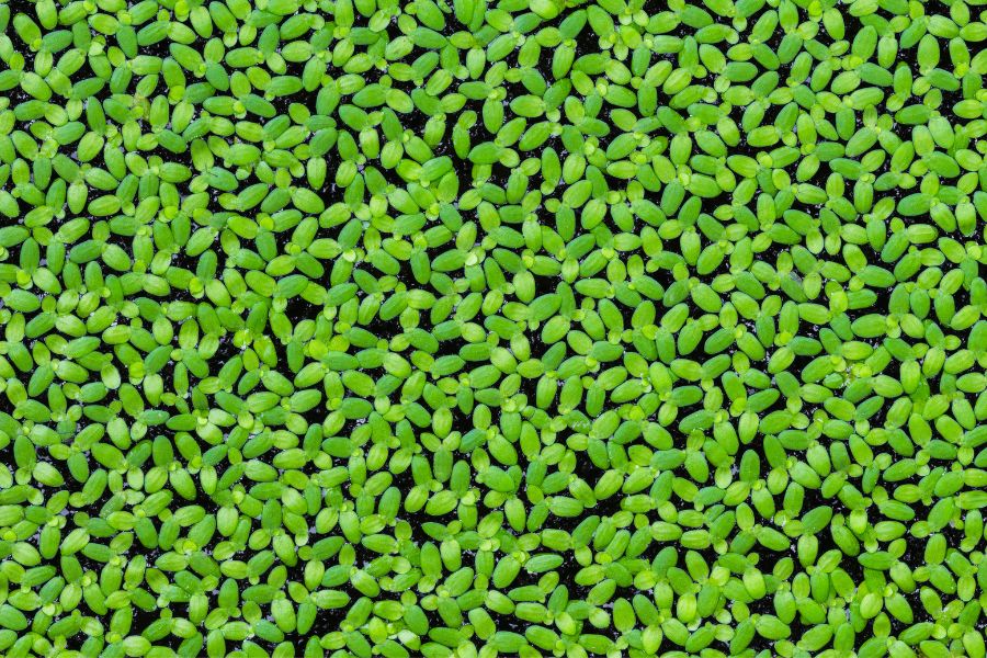 Duckweed (Lemna minor)