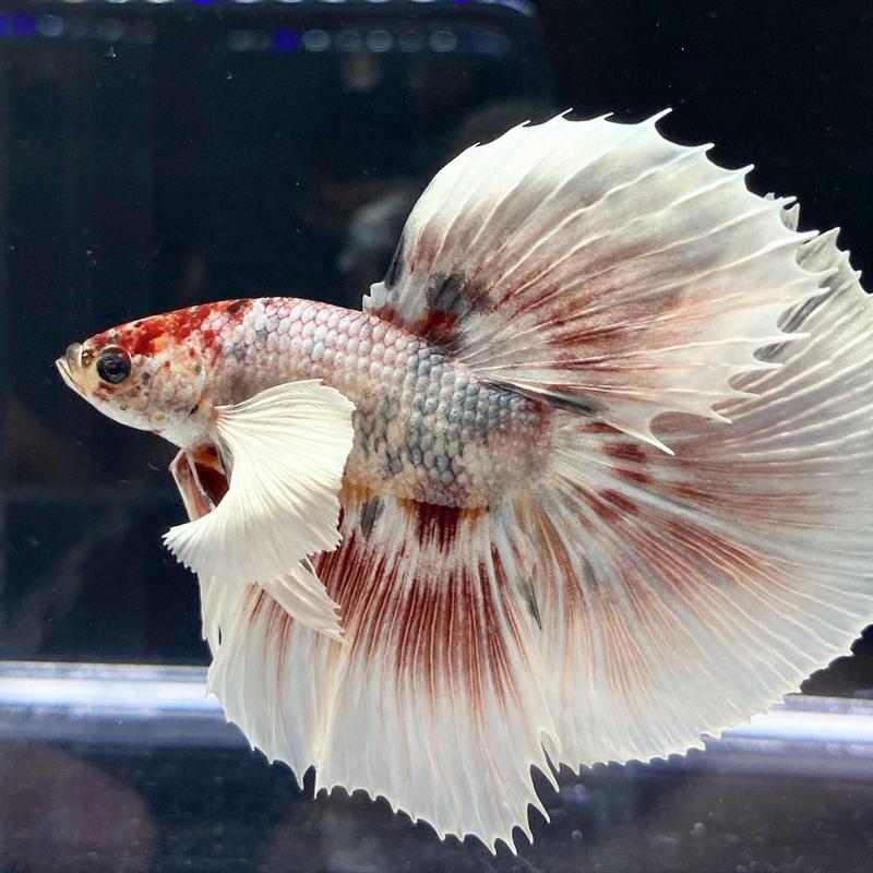 Half moon betta fish care best sale