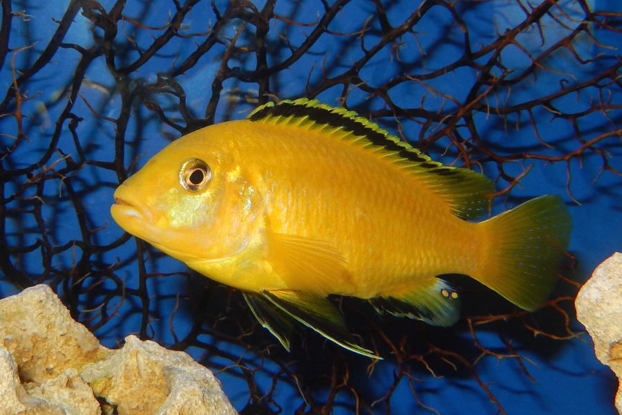 Electric yellow Lab (Labidochromis caeruleus) Appearance