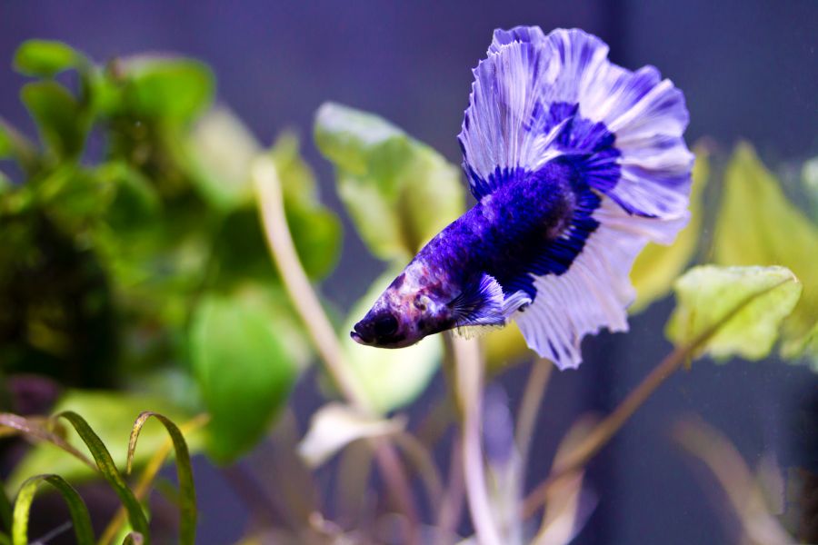 Feeding Halfmoon Betta Fish