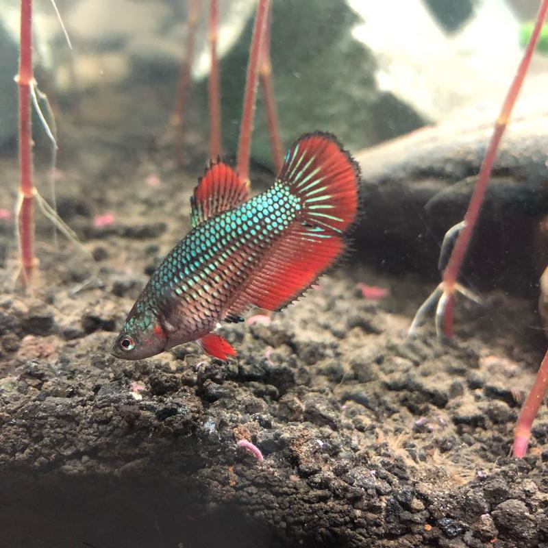 Female Halfmoon Betta