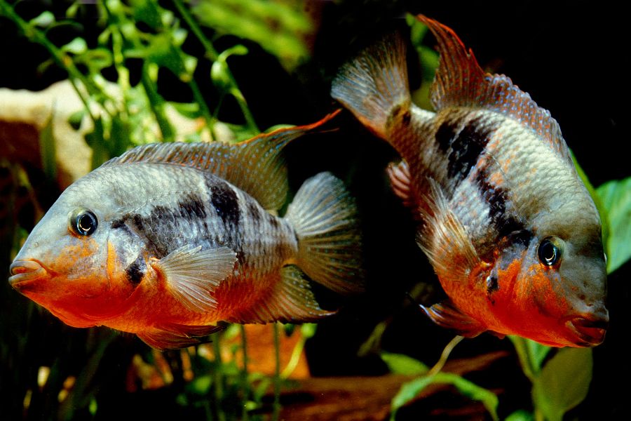 Firemouth Cichlids