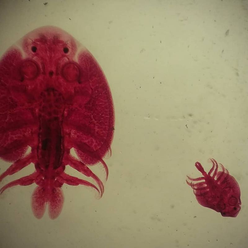 Freshwater Fish Lice (Argulus spp.)