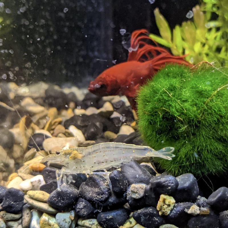 Can Shrimp Live with Betta Yes Care Guide