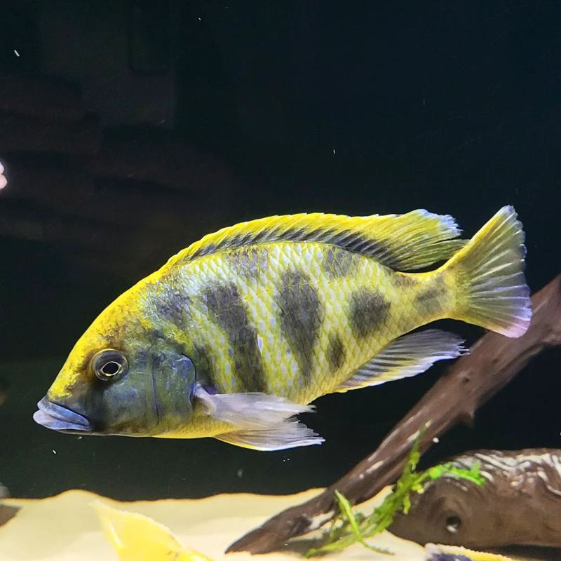 Giraffe Cichlid Appearance