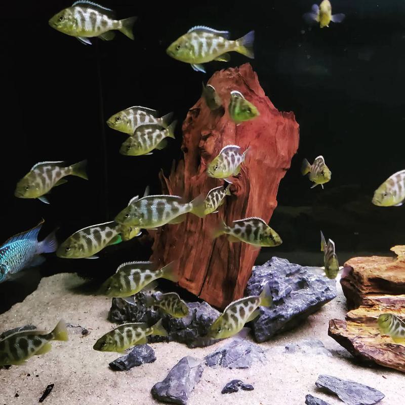 Giraffe Cichlid Care