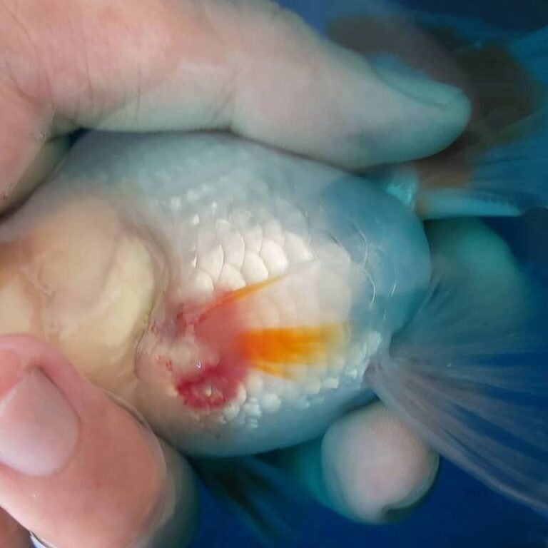 Goldfish Ammonia Poisoning: Symptoms, Treatment, & More