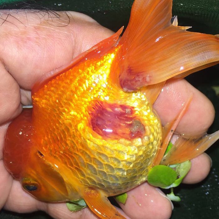 Goldfish Red Pest Disease