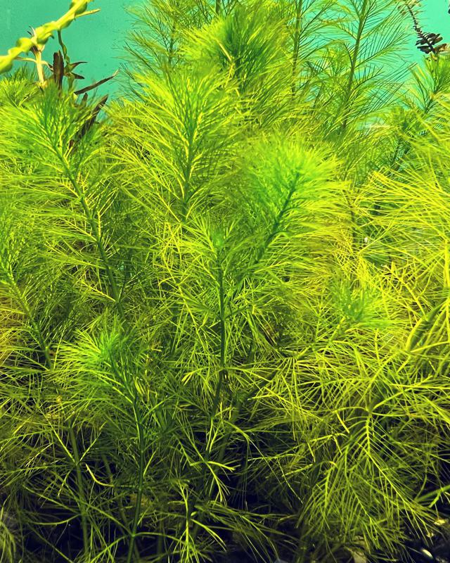 Green Myrio Foxtail (Myriophyllum Pinnatum)