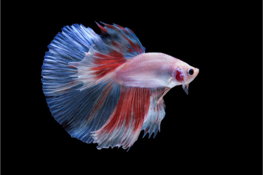 Halfmoon Betta