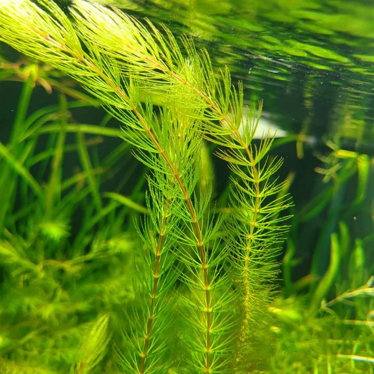 Hornwort (Ceratophyllum Demersum)