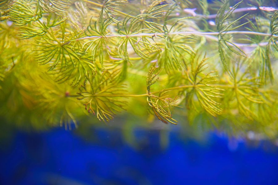 Hornwort (Ceratophyllum demersum)