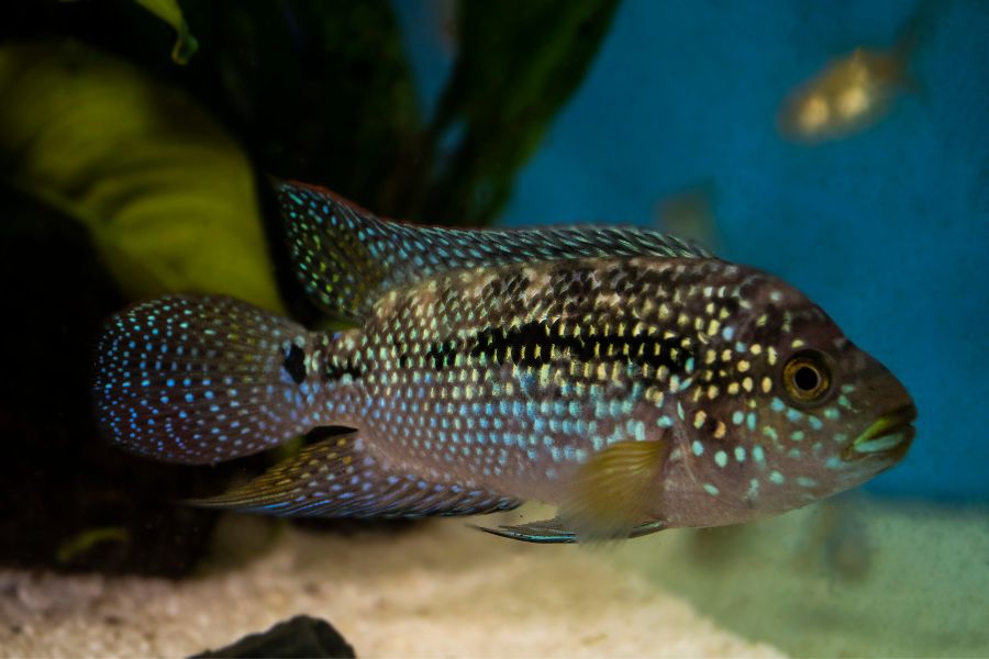 Jack Dempsey Cichlid