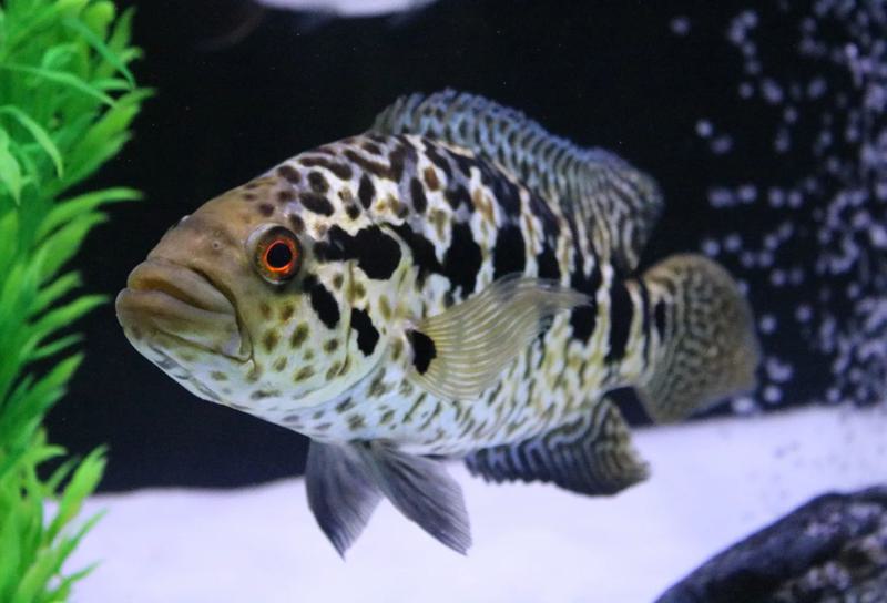 Jaguar Cichlid Appearance