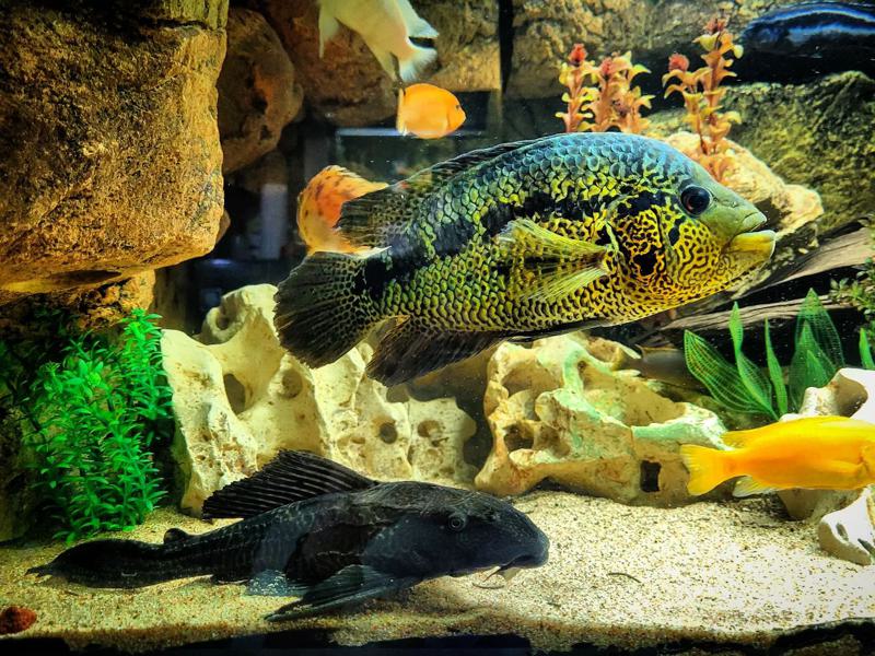 Jaguar Cichlid Tank Mates