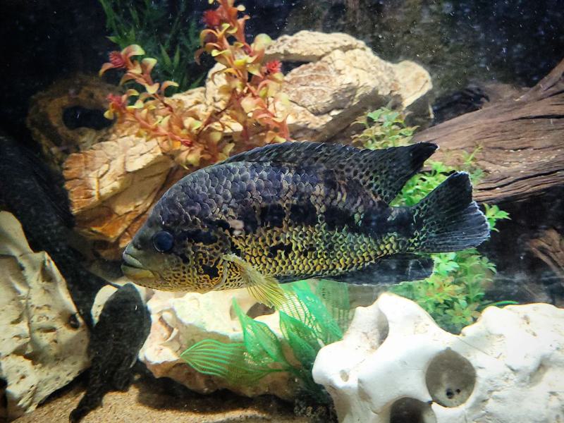 Jaguar Cichlid Tank