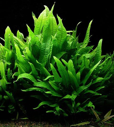 Java Fern (Leptochilus Pteropus)