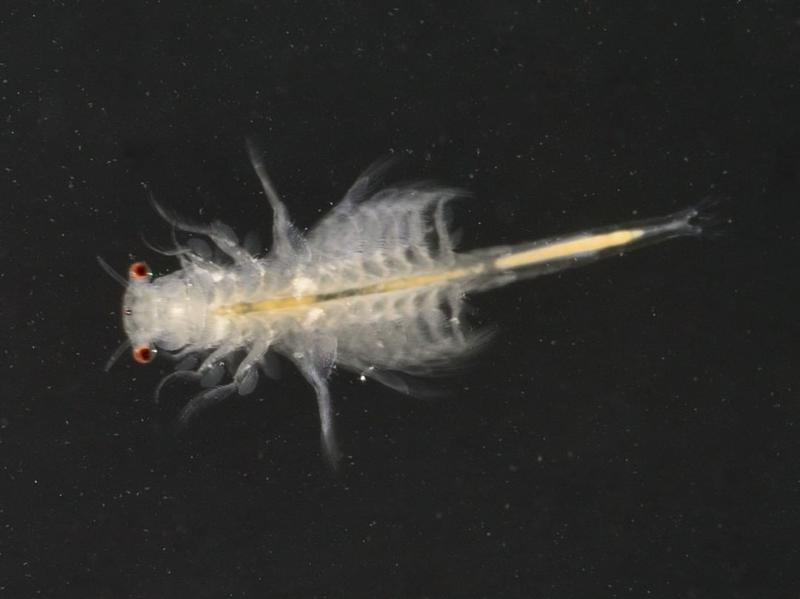 Live Brine Shrimp (artemia)