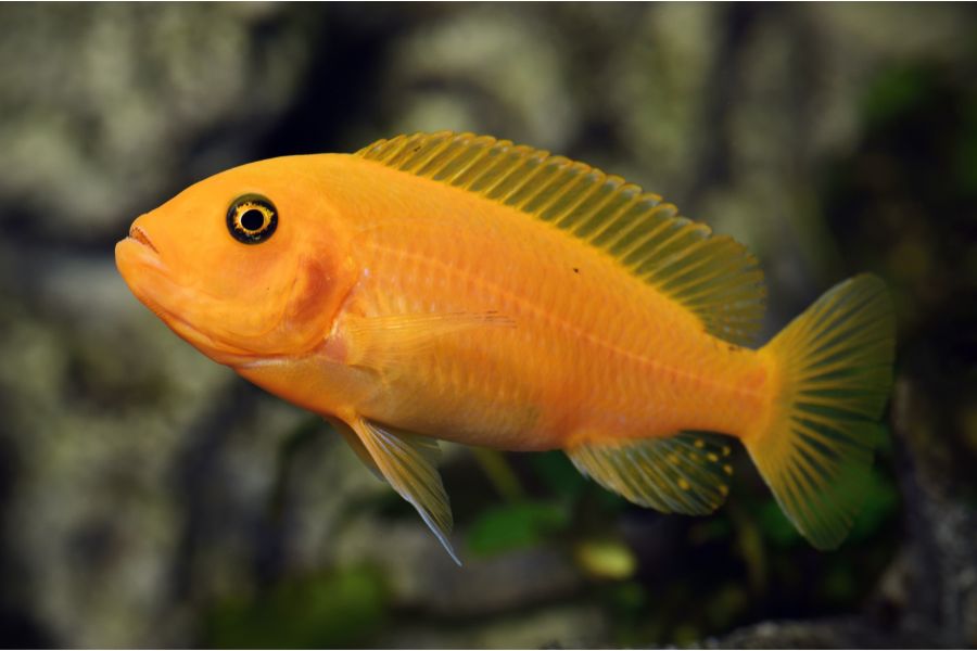 Male Red Zebra Cichlid