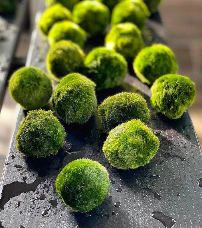 Marimo Moss Balls