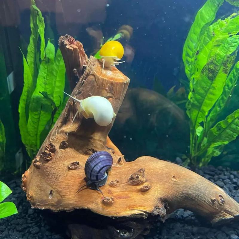 Mystery Snail