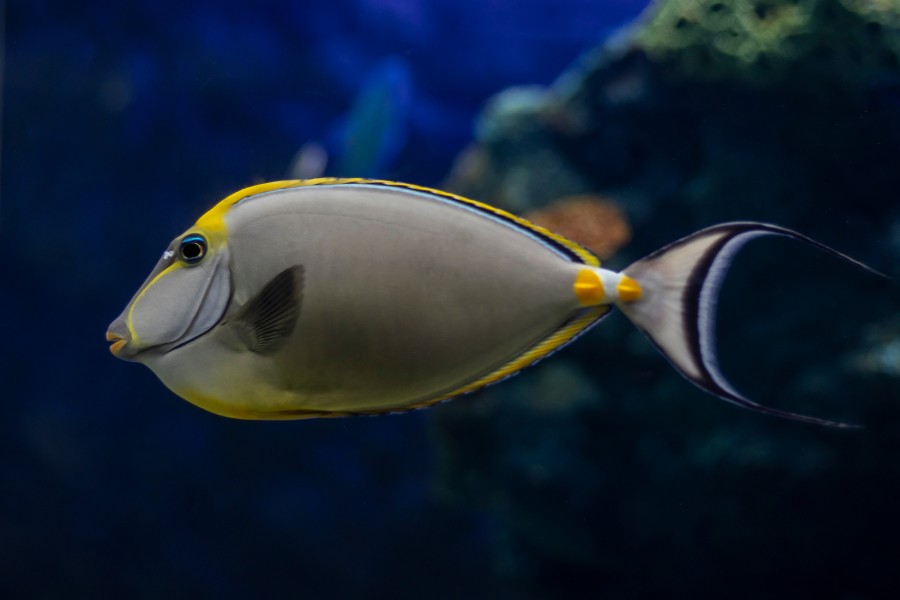 Naso Tang (Naso lituratus)