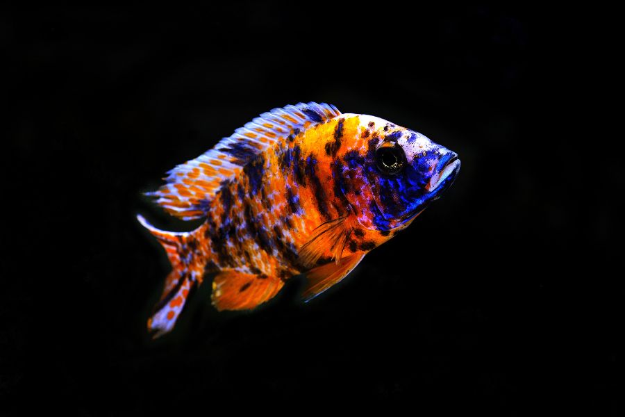 OB peacock cichlid