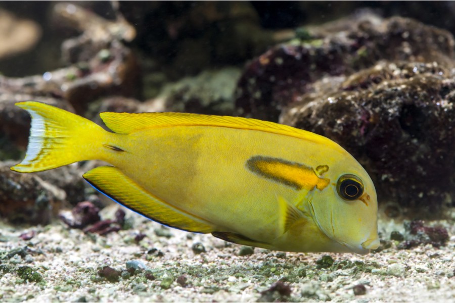 Orange Shoulder Tang (Acanthurus olivaceus)