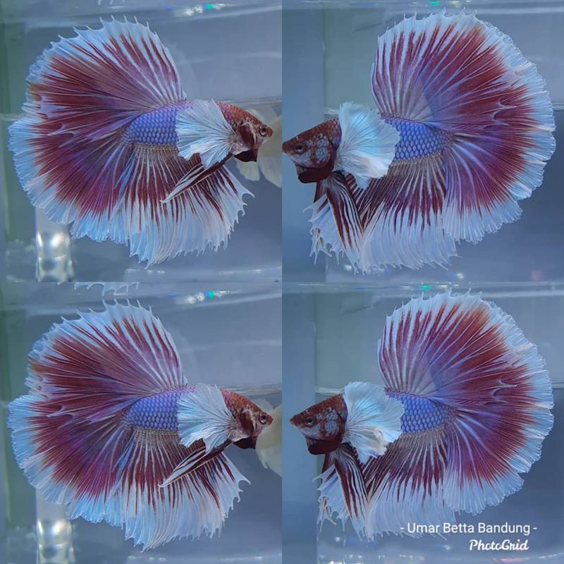 Over Halfmoon Betta