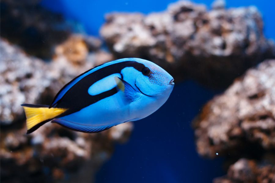 Pacific Blue Tang (Paracanthurus hepatus)