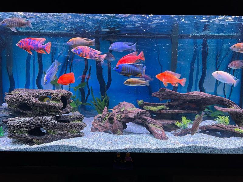 Peacock Cichlid Diet