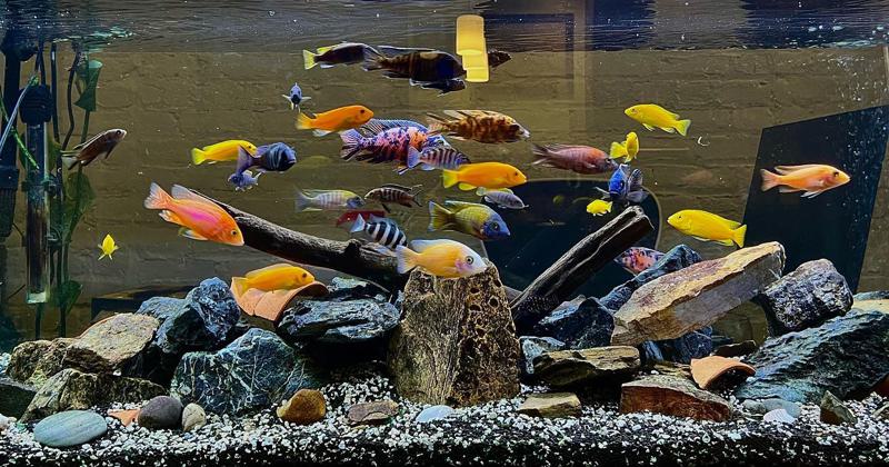 African Peacock Cichlids Types Tank Mates More