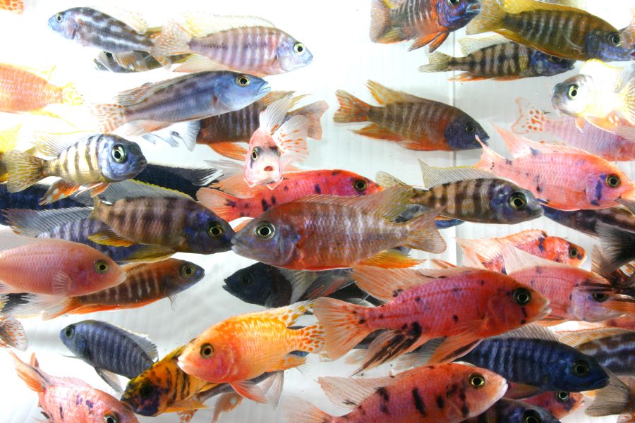 Peacock Cichlid Types