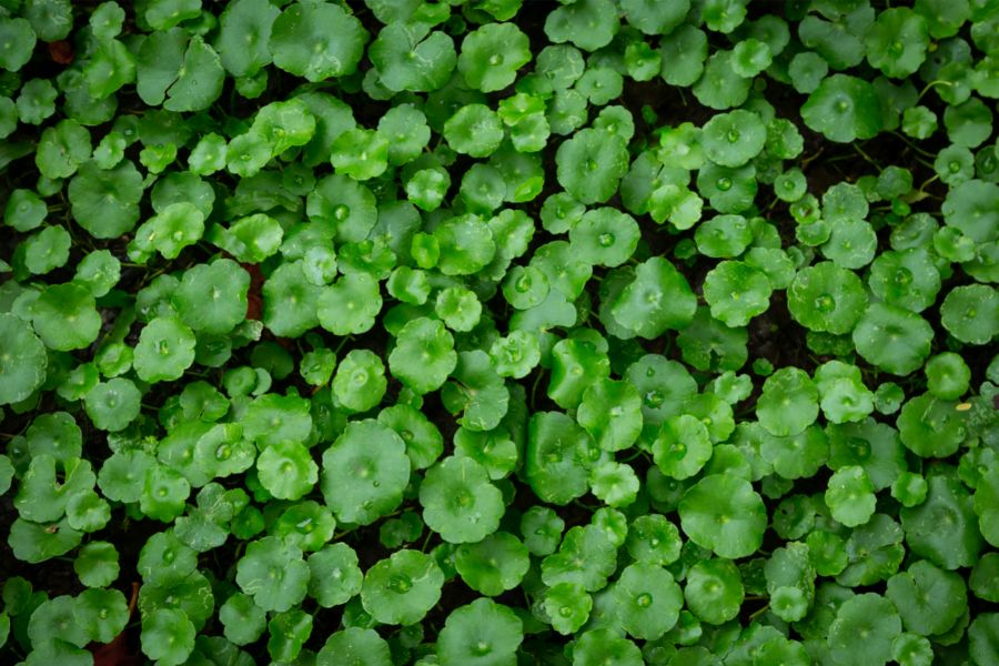 Pennywort (Centella asiatica)