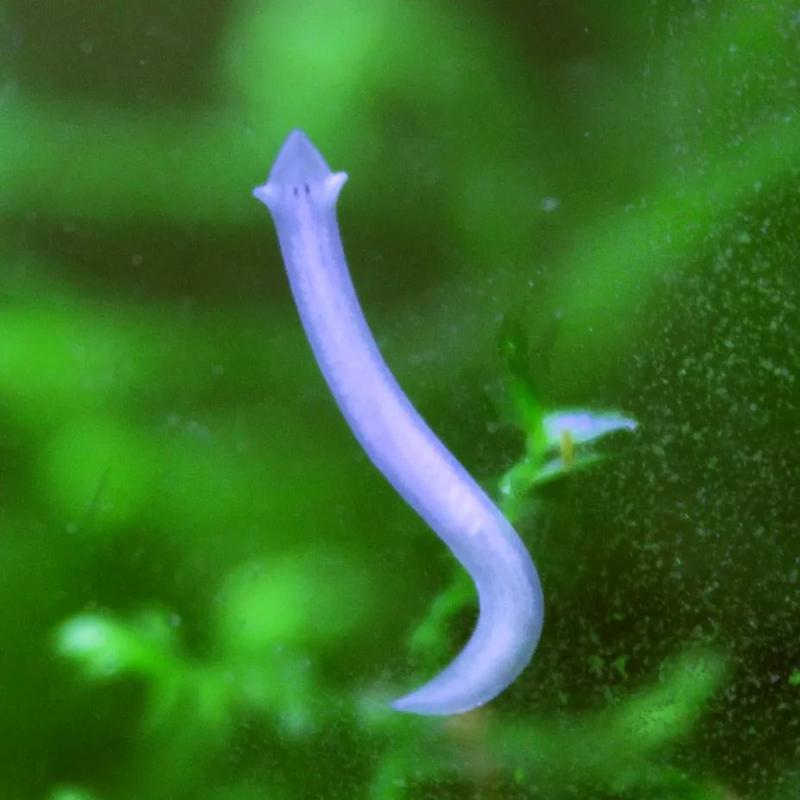 3 Types of Tiny White Worms in Aquarium - The Aquarium Life