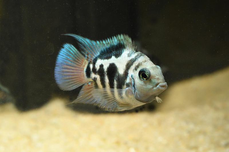 Polar Blue Parrot Cichlid Appearance